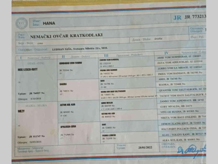štenci nemačkog ovčara od krupnih roditelja besplatni mali oglasi