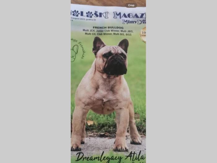 francuski buldog štenci besplatni mali oglasi