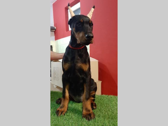 štenci dobermana besplatni mali oglasi