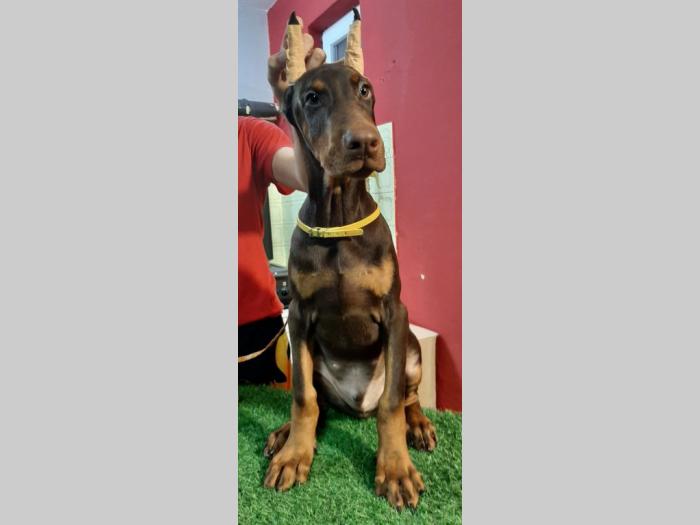 štenci dobermana besplatni mali oglasi