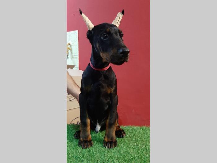 štenci dobermana besplatni mali oglasi