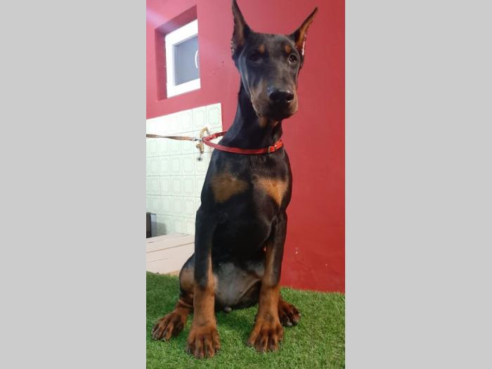štenci dobermana besplatni mali oglasi