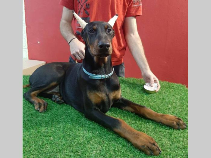 štenci dobermana besplatni mali oglasi