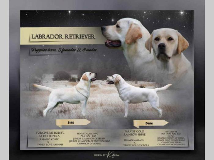 u ponudi štenci labrador retrivera besplatni mali oglasi
