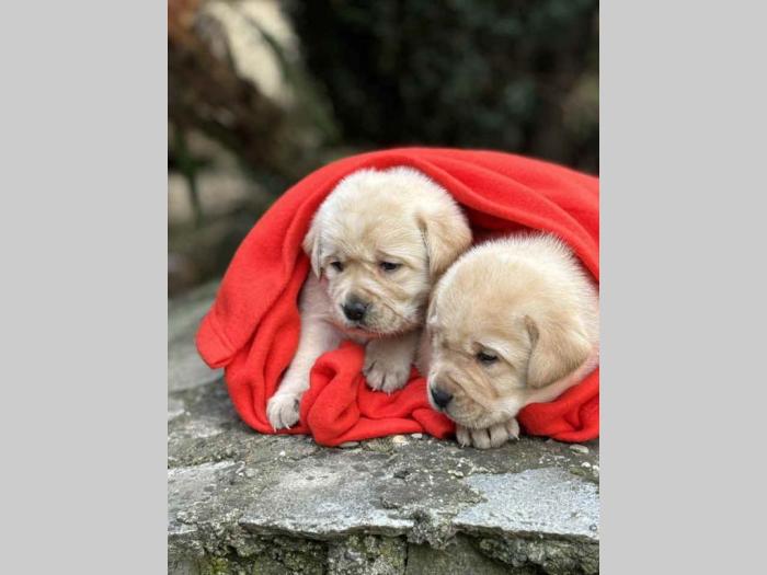 u ponudi štenci labrador retrivera besplatni mali oglasi