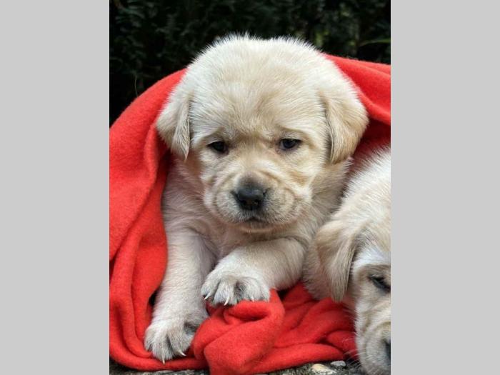 u ponudi štenci labrador retrivera besplatni mali oglasi