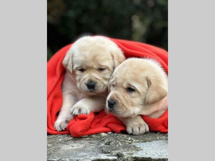 u ponudi štenci labrador retrivera besplatni mali oglasi