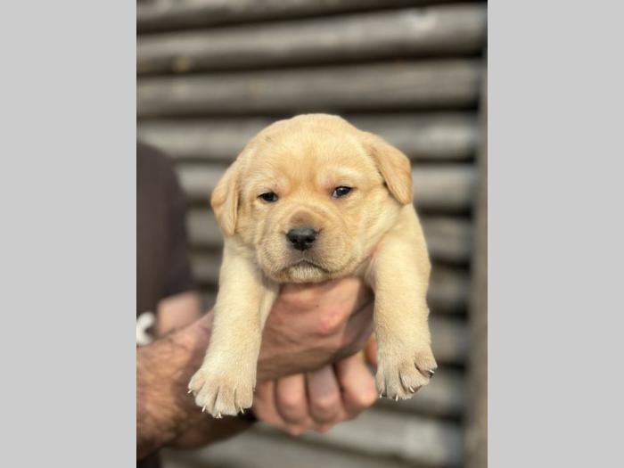 u ponudi štenci labrador retrivera besplatni mali oglasi
