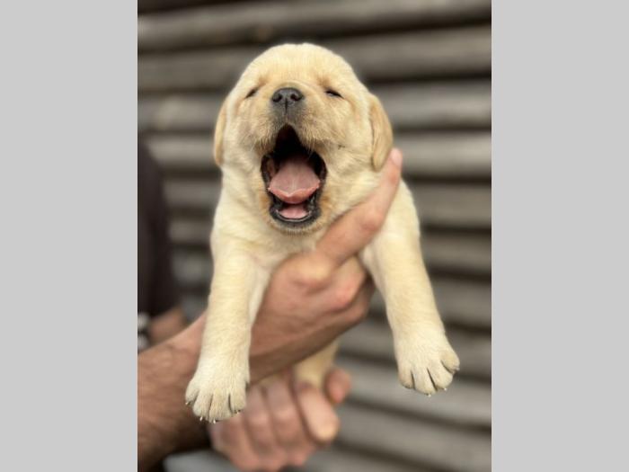 u ponudi štenci labrador retrivera besplatni mali oglasi