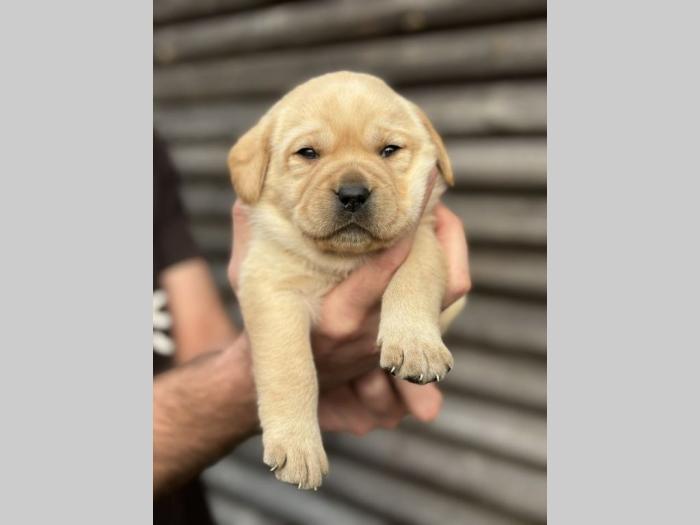 u ponudi štenci labrador retrivera besplatni mali oglasi
