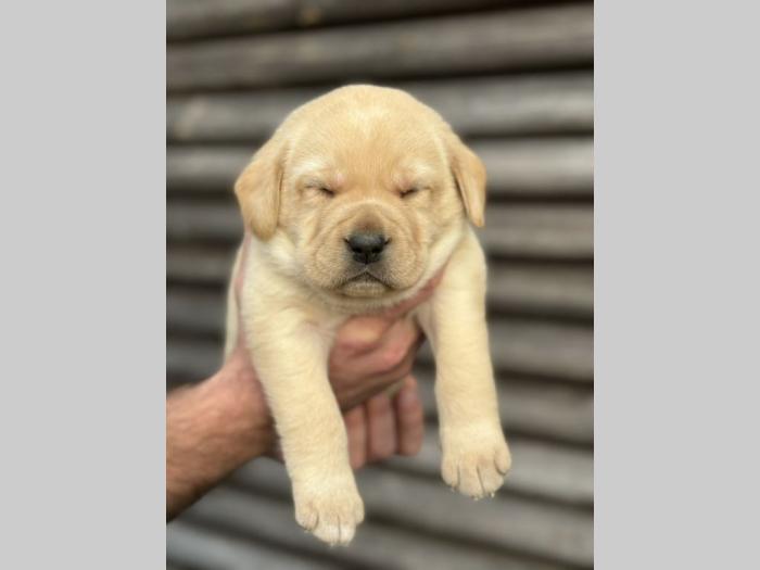 u ponudi štenci labrador retrivera besplatni mali oglasi