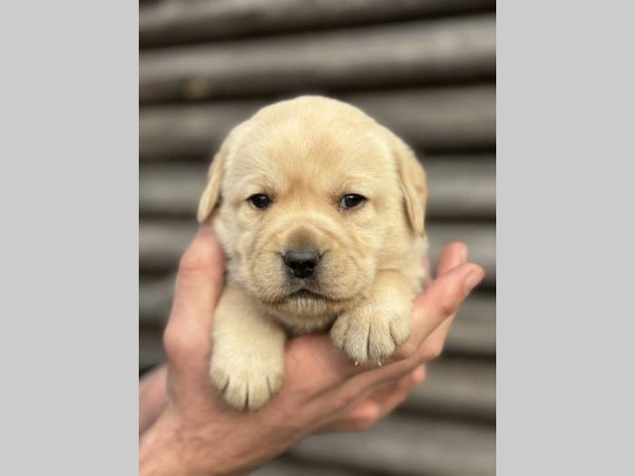 u ponudi štenci labrador retrivera besplatni mali oglasi