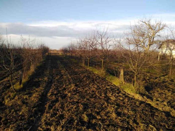 prodajem voćnjak (3,5 h) palić besplatni mali oglasi