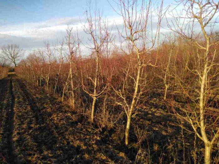 prodajem voćnjak (3,5 h) palić besplatni mali oglasi