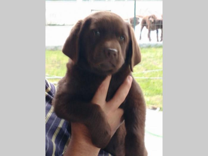 na prodaju psi (boje čokolade) labradori besplatni mali oglasi