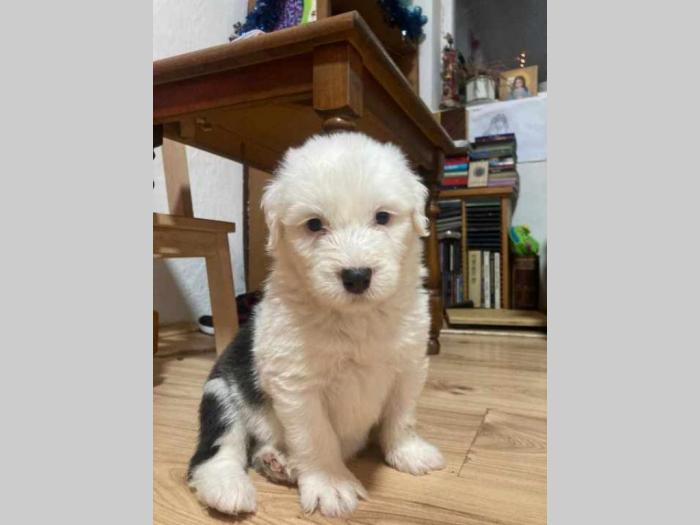 bobtail štene besplatni mali oglasi