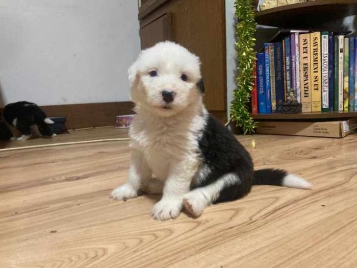 bobtail štene besplatni mali oglasi