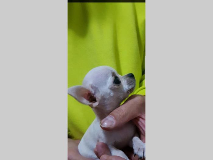 mini čivave oba pola besplatni mali oglasi
