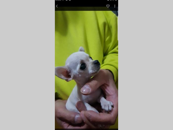 mini čivave oba pola besplatni mali oglasi
