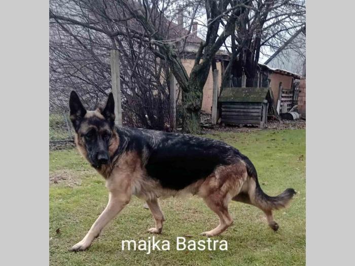 štenci nemačkog ovčara besplatni mali oglasi