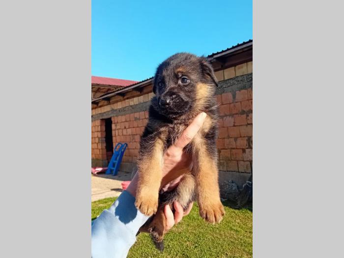 štenci nemačkog ovčara besplatni mali oglasi