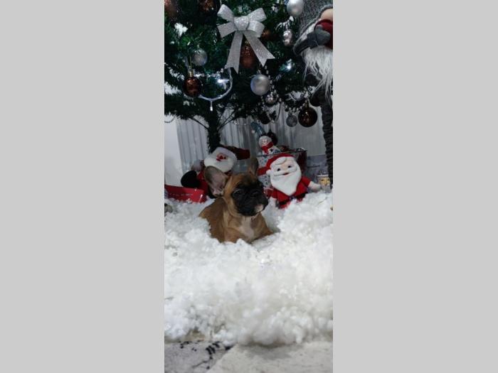 francuski buldog štenci besplatni mali oglasi