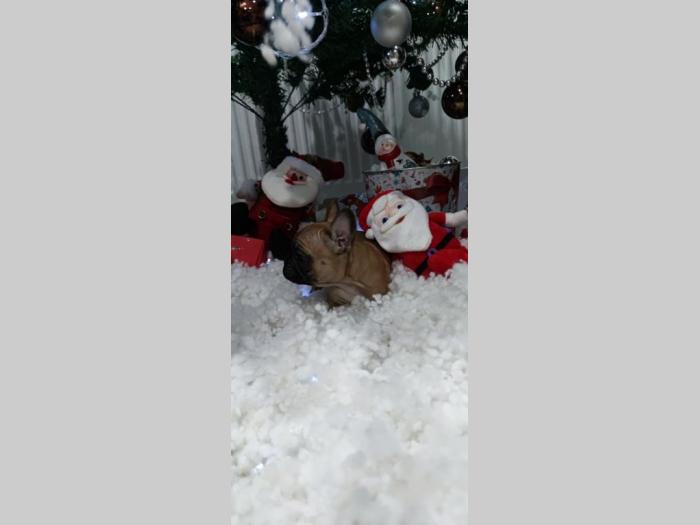 francuski buldog štenci besplatni mali oglasi