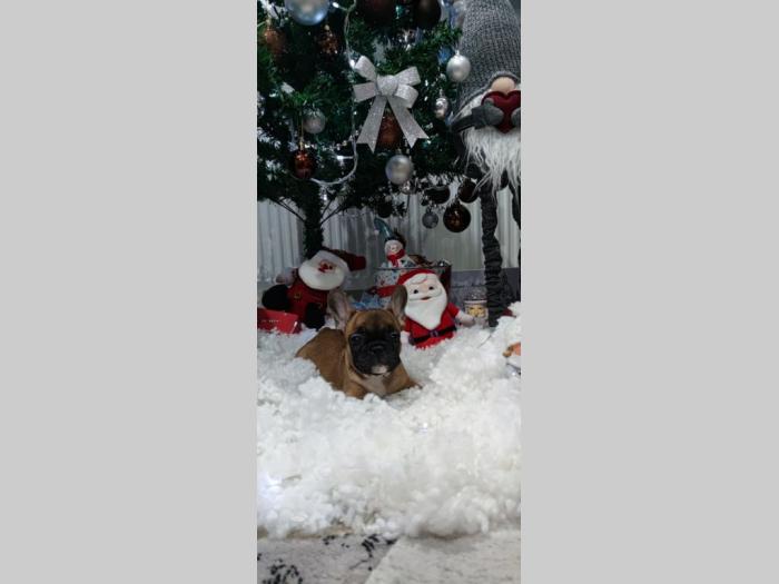francuski buldog štenci besplatni mali oglasi