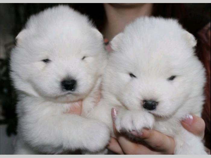 samojed štenci besplatni mali oglasi