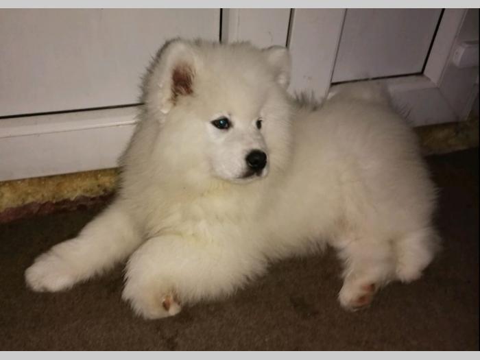 samojed štenci besplatni mali oglasi