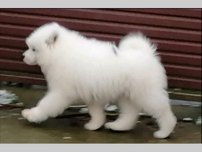 samojed štenci besplatni mali oglasi