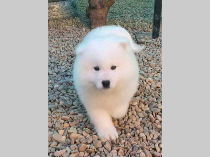 samojed štenci besplatni mali oglasi