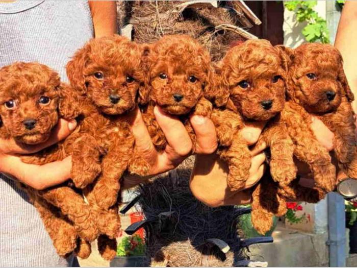toy pudlice crvene boje u pom hash stars besplatni mali oglasi
