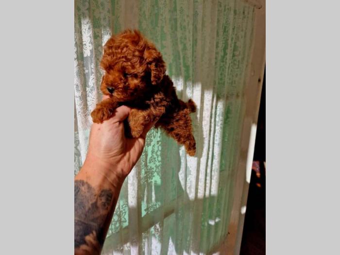 toy pudlice crvene boje u pom hash stars besplatni mali oglasi