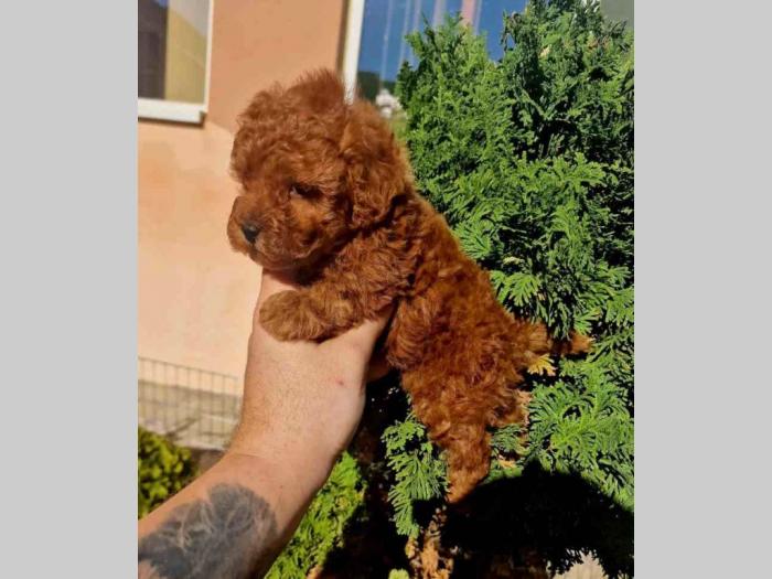 toy pudlice crvene boje u pom hash stars besplatni mali oglasi