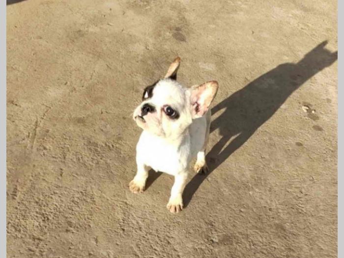 francuski buldog štenci stari četiri meseca besplatni mali oglasi
