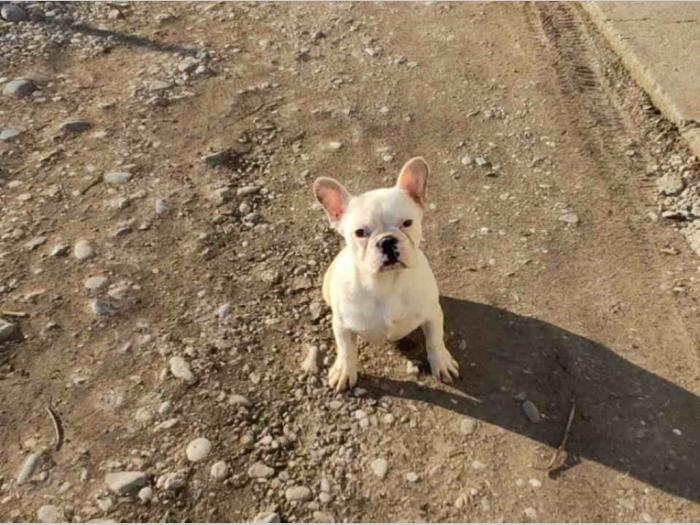 francuski buldog štenci stari četiri meseca besplatni mali oglasi