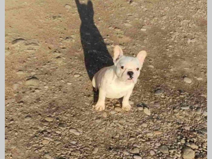 francuski buldog štenci stari četiri meseca besplatni mali oglasi