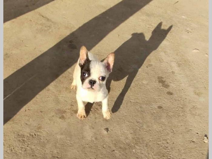 francuski buldog štenci stari četiri meseca besplatni mali oglasi
