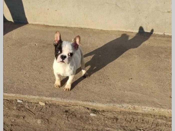 francuski buldog štenci stari četiri meseca besplatni mali oglasi