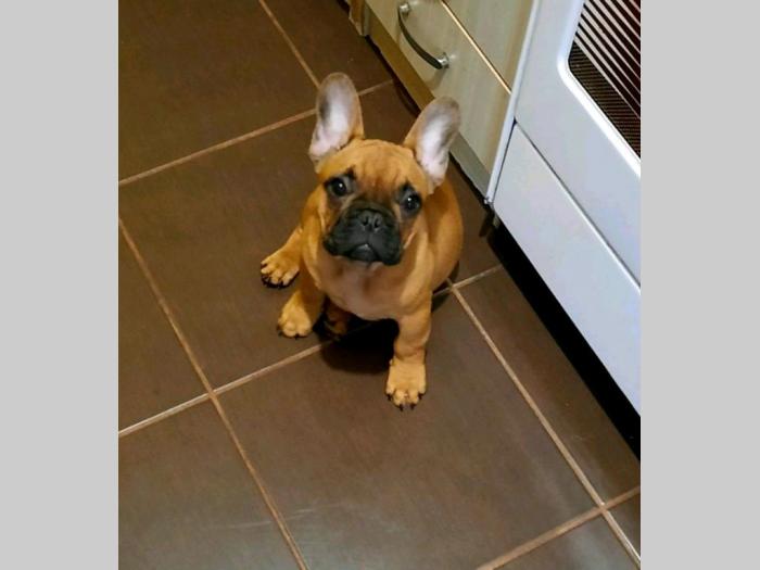 francuski buldog štenci besplatni mali oglasi
