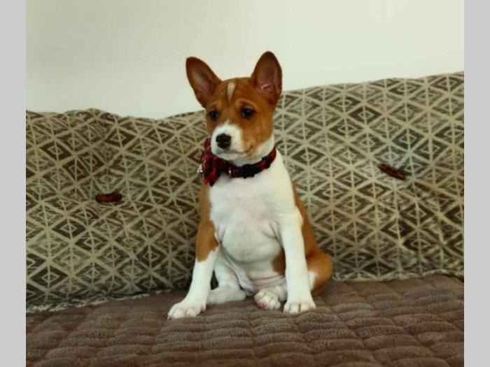 basenji štenci na prodaju besplatni mali oglasi