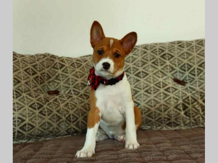 basenji štenci na prodaju besplatni mali oglasi