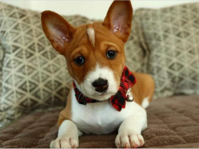 basenji štenci na prodaju besplatni mali oglasi