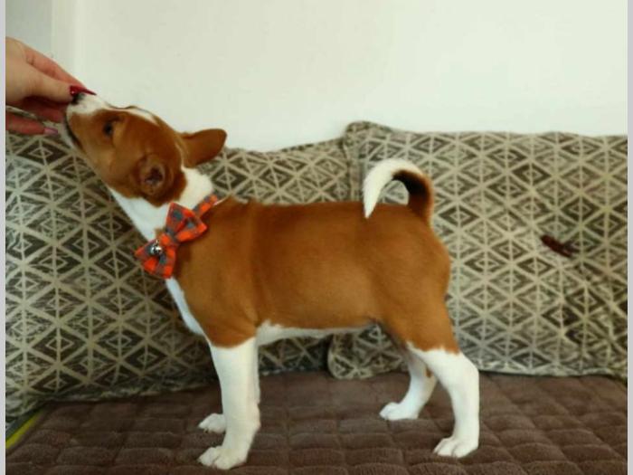 basenji štenci na prodaju besplatni mali oglasi