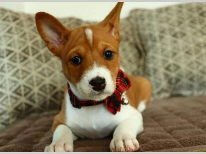 basenji štenci na prodaju besplatni mali oglasi