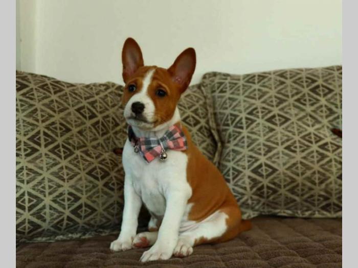 basenji štenci na prodaju besplatni mali oglasi