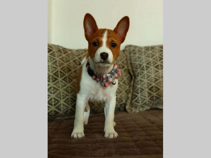 basenji štenci na prodaju besplatni mali oglasi