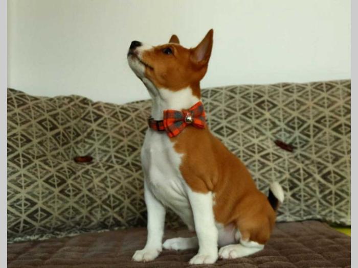 basenji štenci na prodaju besplatni mali oglasi