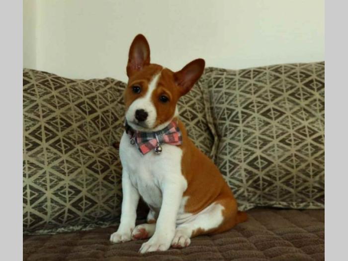 basenji štenci na prodaju besplatni mali oglasi